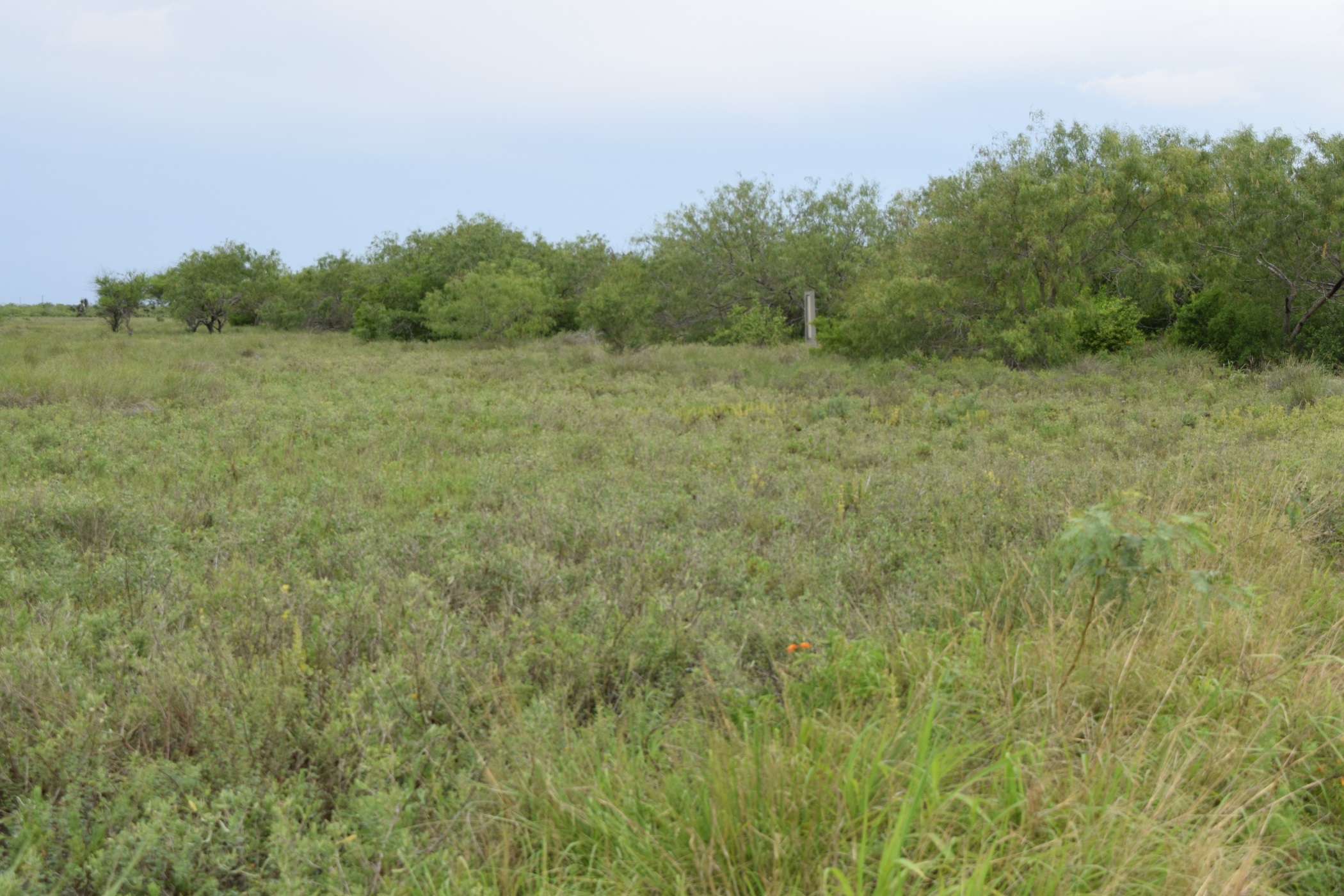 Difference between taller dense brush in chaparral compared to low laying grasses found in coastal prairies