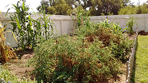 Image of late fall garden. Image of late fall garden.