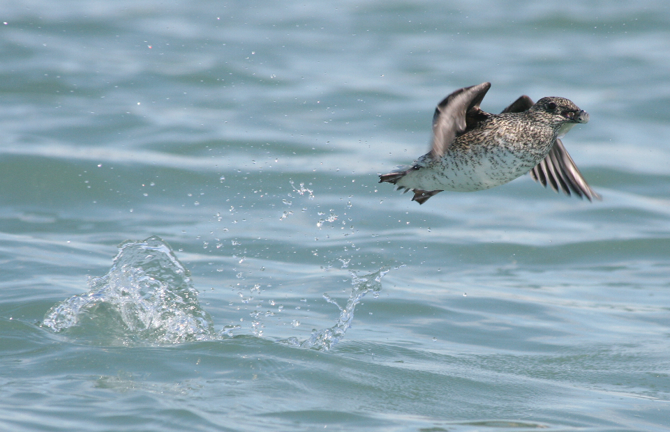 Kittlitz's murrelet holding fish