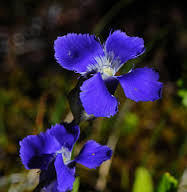 Rocky Mountain Fringed Gentian The official Yellowstone National Park flower
