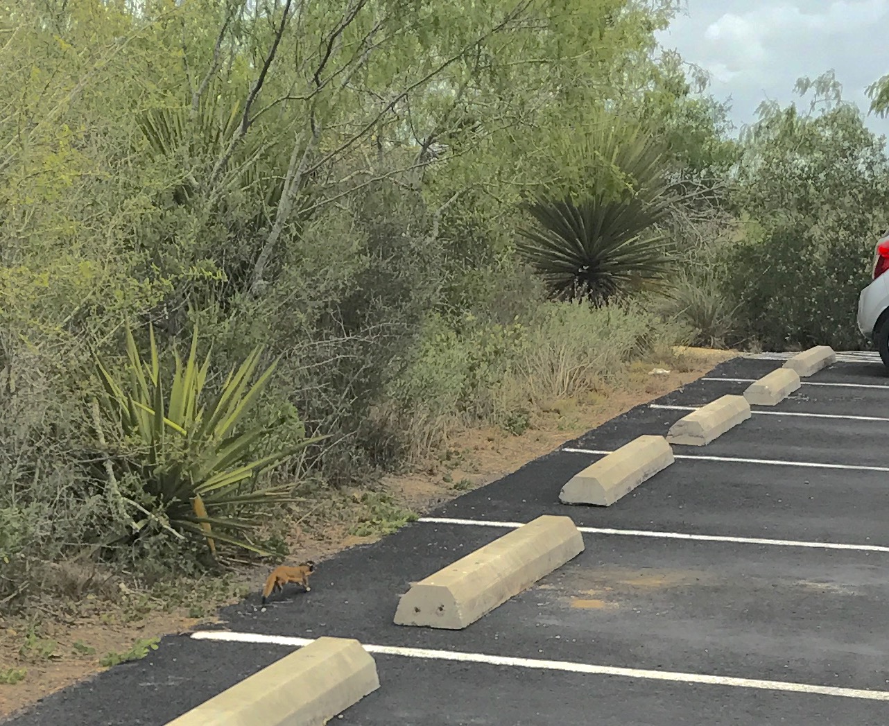 long tailed weasel makes an appearance at visitors center