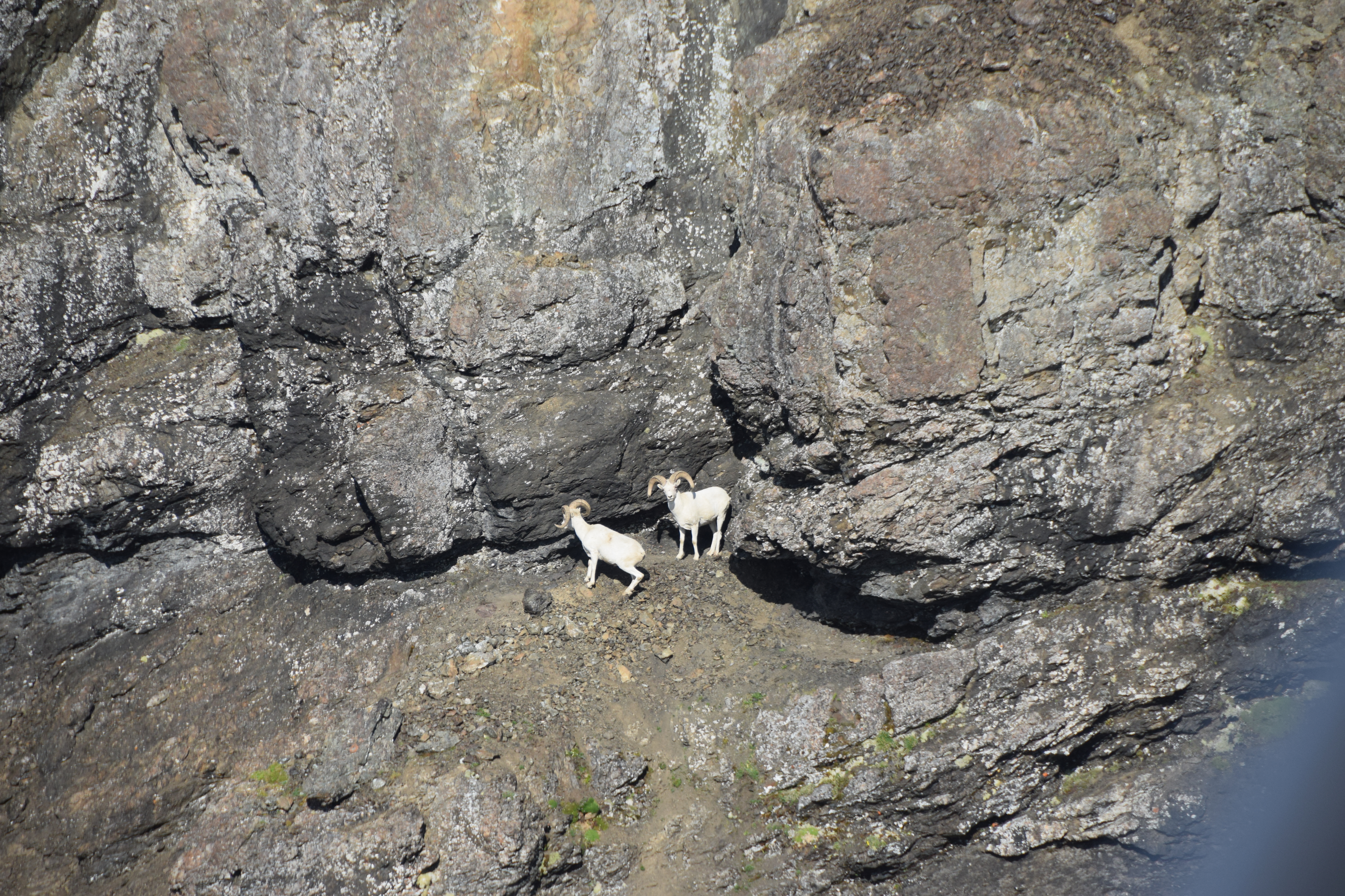 Two full curl rams stand amid large boulders.