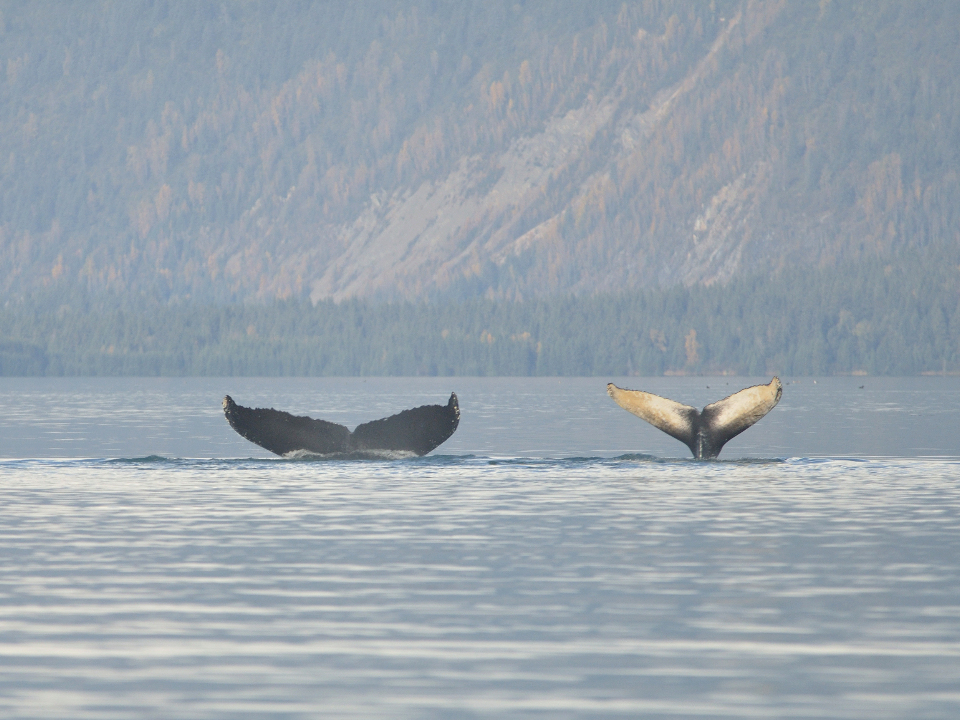 Humpback whale mother and calf Humpback whale mother and calf showing their tails