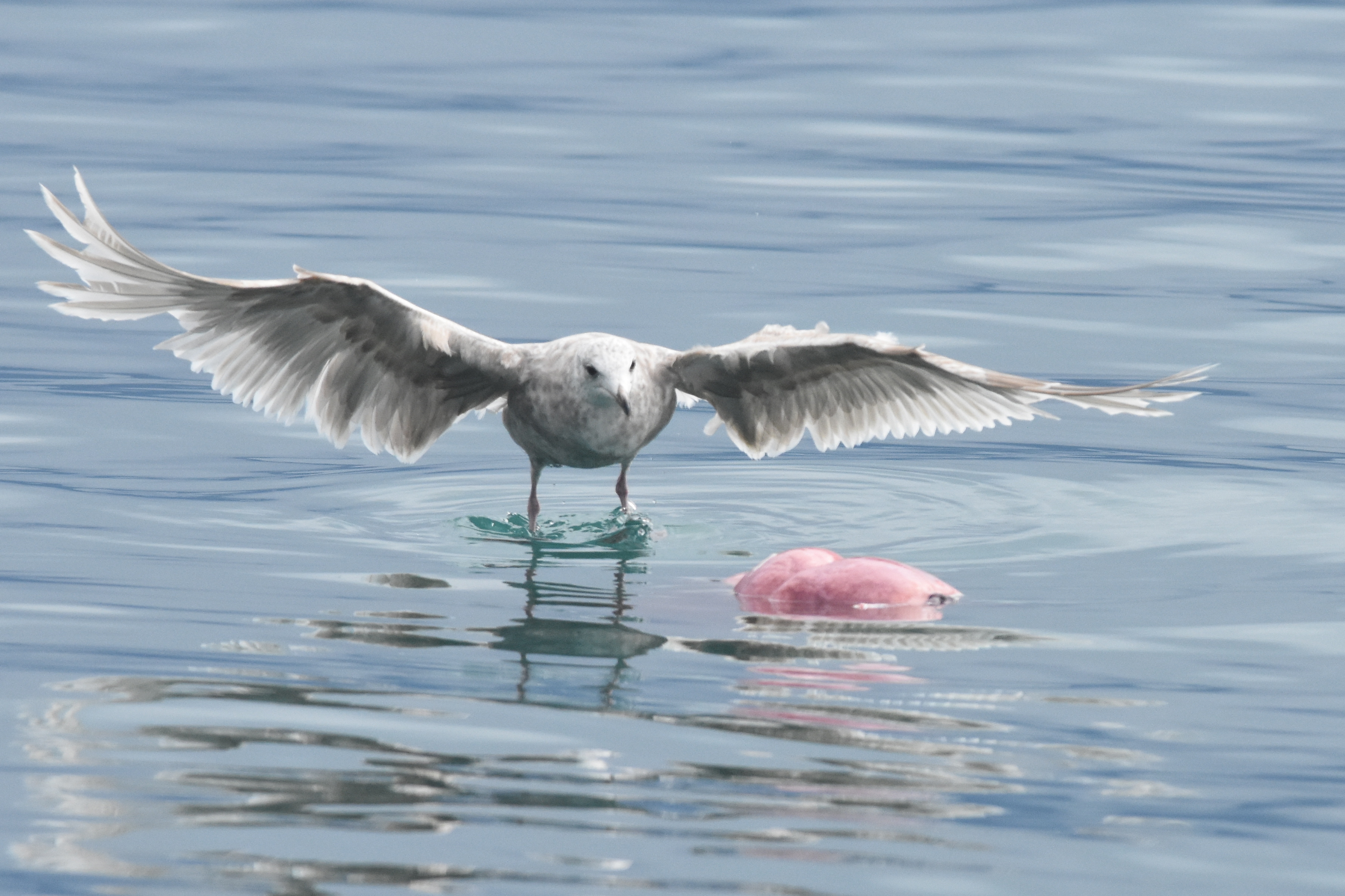 gull and porpoise remains