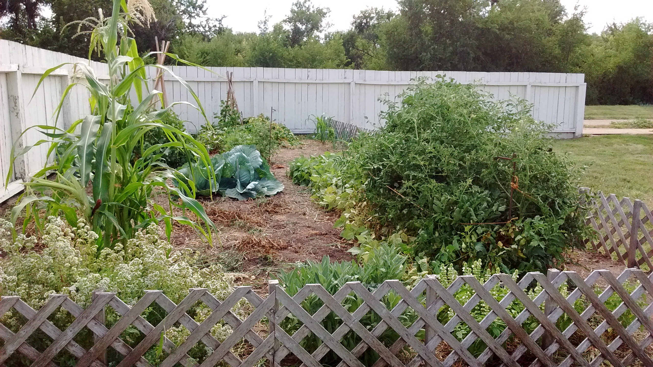 Fort vegetable garden in early July. Fort vegetable garden in early July.