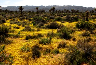 Carpet of yellow flowers interspersed among desert plants. Photo: Horace Birgh