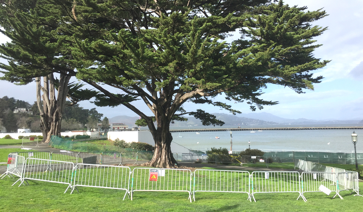 Image of a tree in Aquatic Park surrounded by barricades and signs
