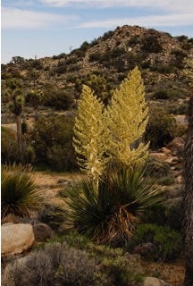Two massive yellowish stalks covered in flowers spout over 4 feet all from a very spiky base. Photo: Horace Birgh
