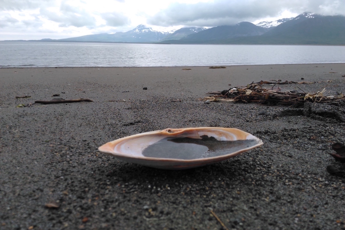 An empty clam shell on a sandy beach