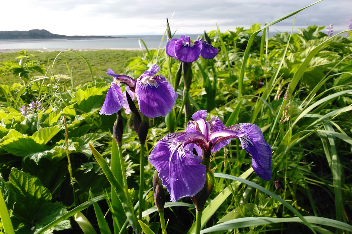 purple iris flowers grow near the ocean