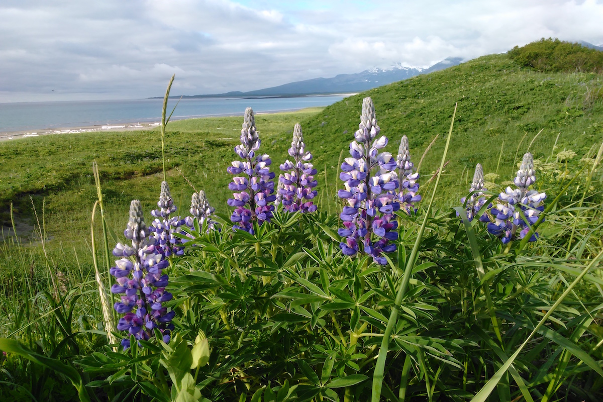 Purple flowers grow near the ocean