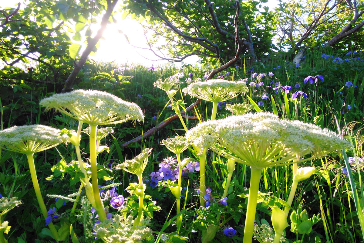 Cop parsnip illuminated in sunlight