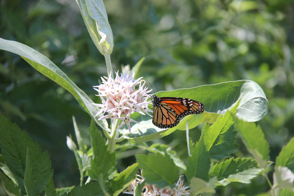 Monarch Butterfly