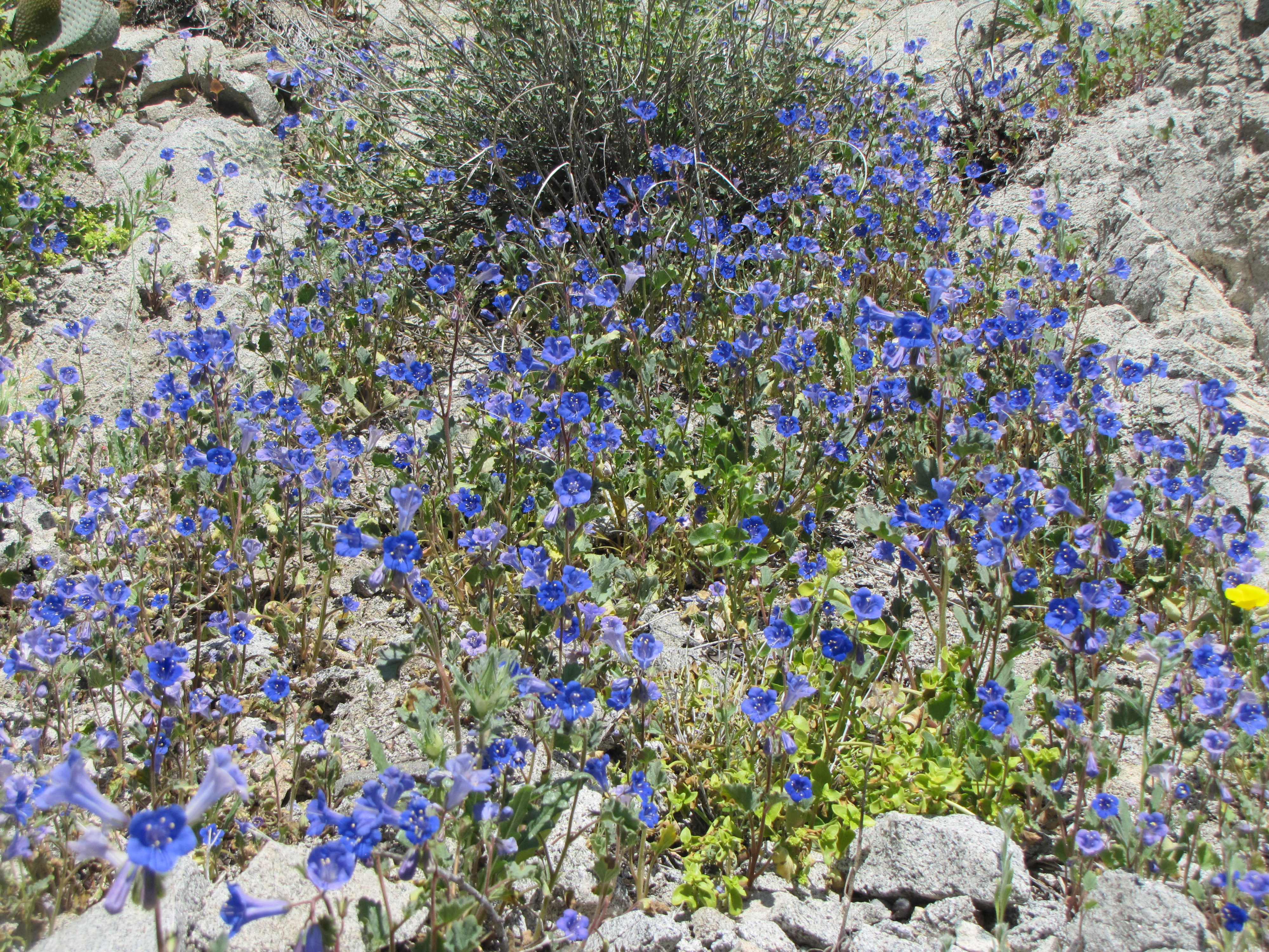 Violet-blue flowers interspersed with green. Photo: NPS / Neil Frakes