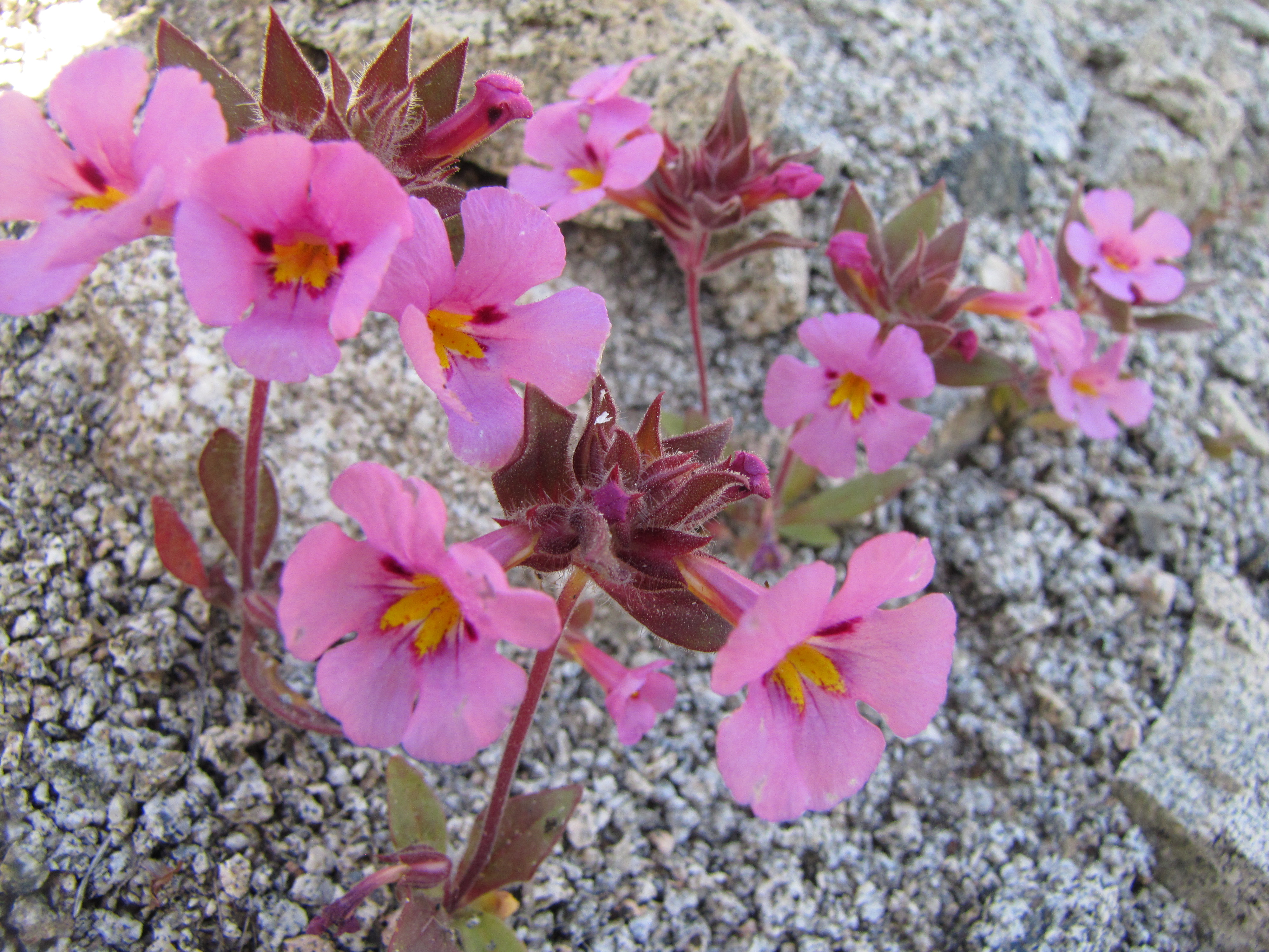 Pink flowers with yellow-orange centers. Photo: NPS / Neil Frakes
