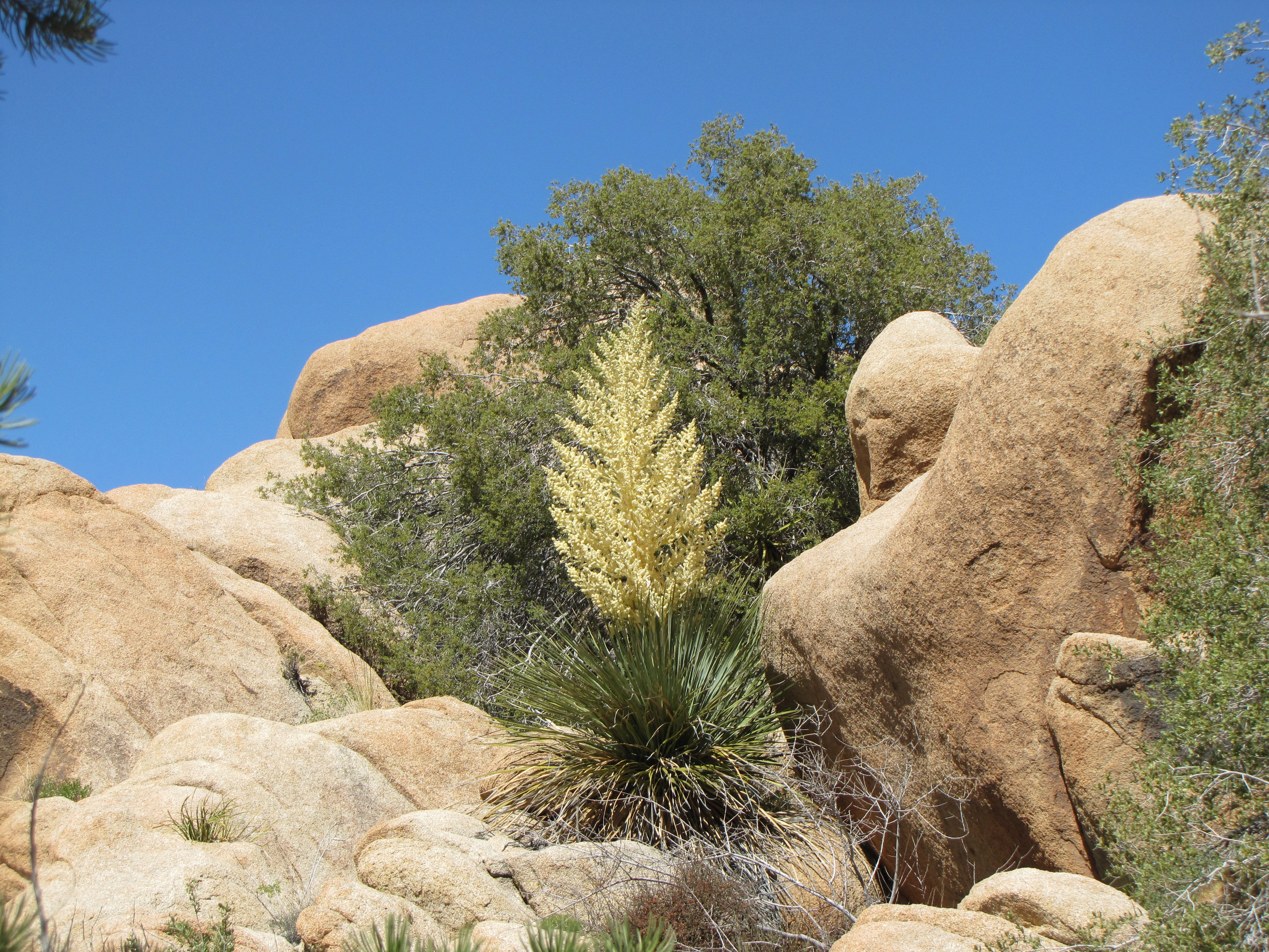 Tall, wide stalk with branches covered in cream flowers. Photo: NPS / Neil Frakes