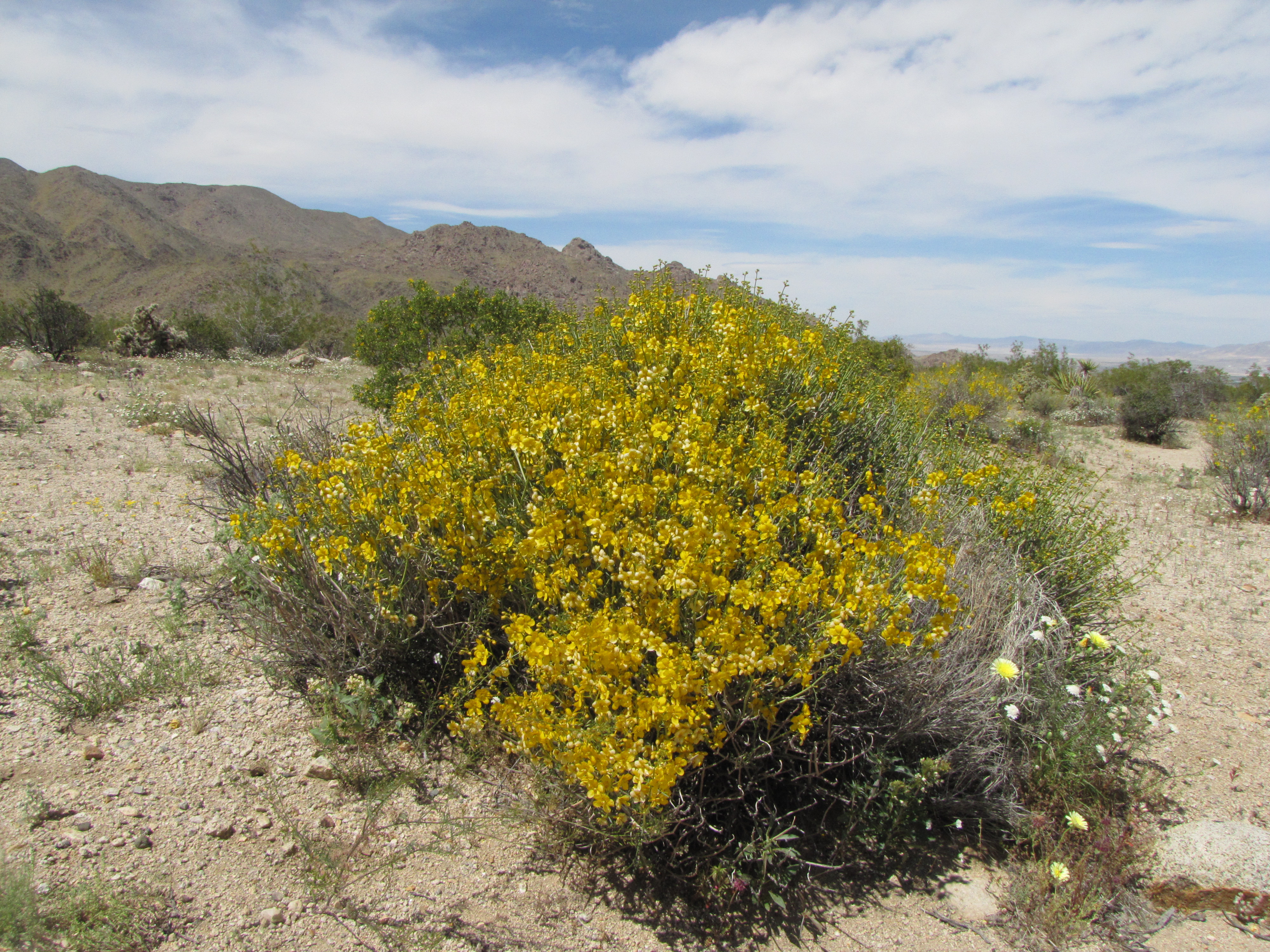 Color photo of bright yellow flowers on a spiny senna bush. Photo: NPS / Neil Frakes