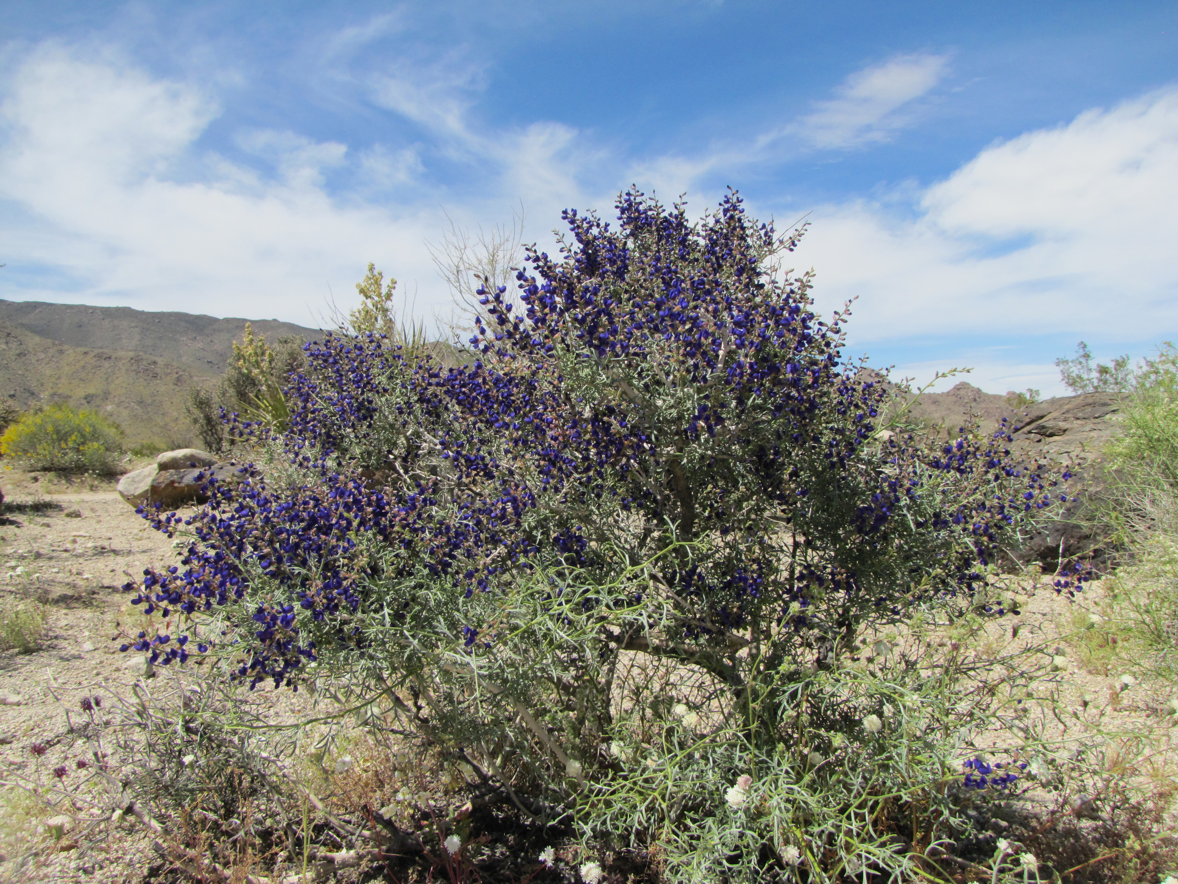 Purple flowers on a bush. Photo: NPS / Neil Frakes