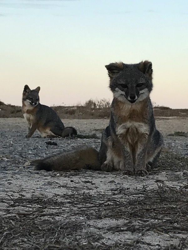 Photo of an Island Fox