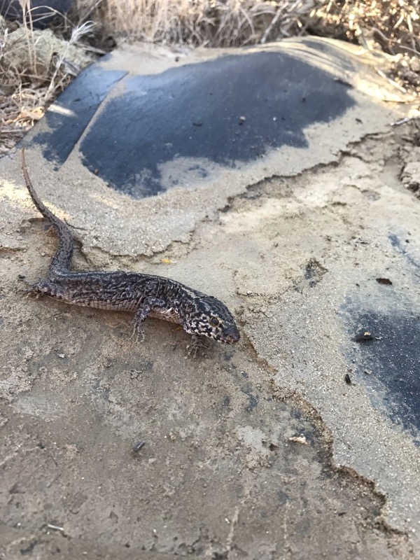 Photo of an Island Night Lizard