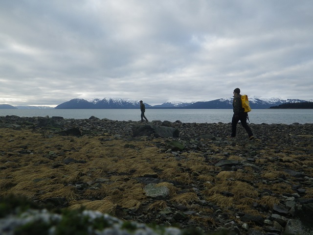 biologists survey the beach