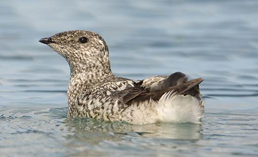 Kittlitz's murrelet, a brown seabird