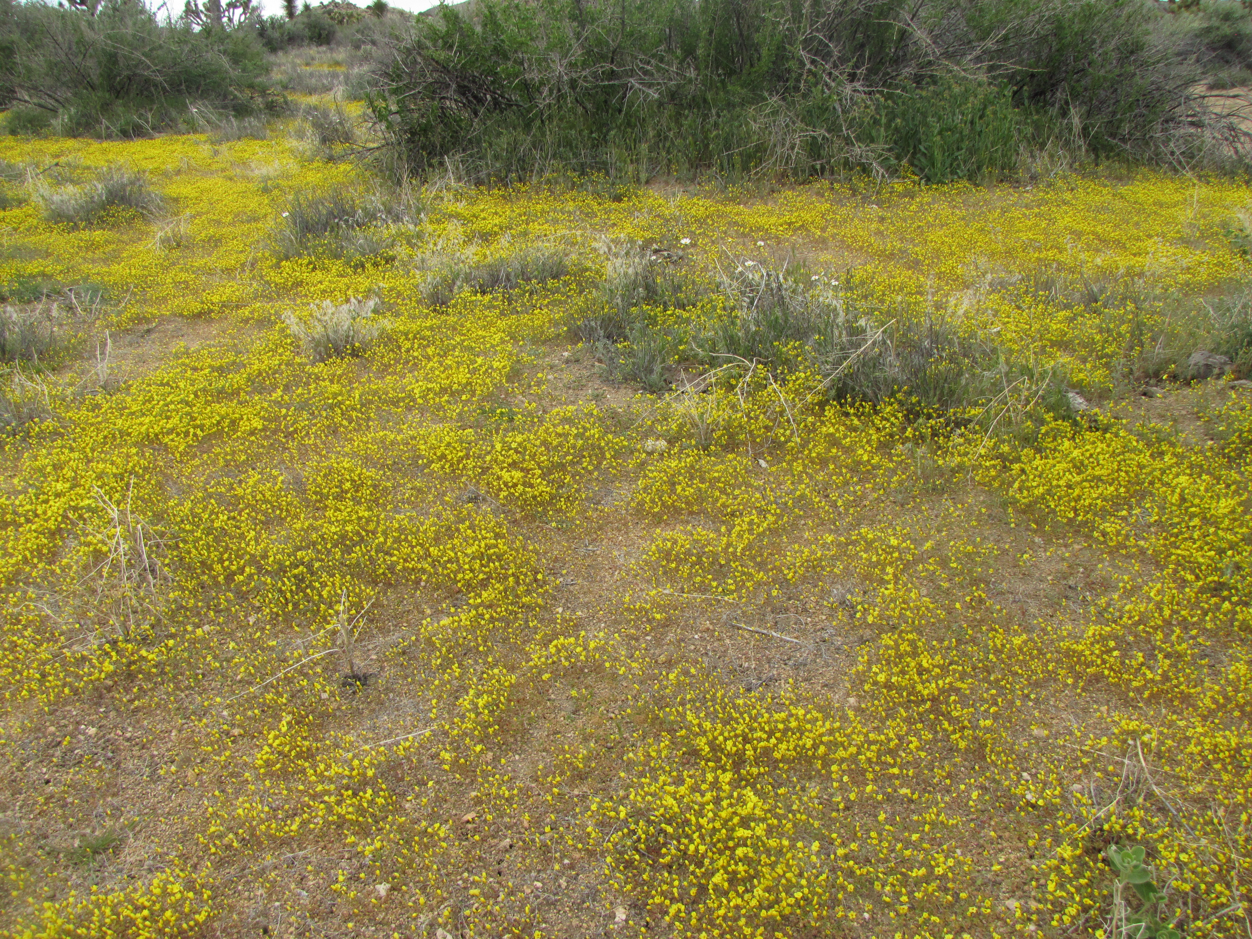 Yellow flowers nearly carpet the desert ground.