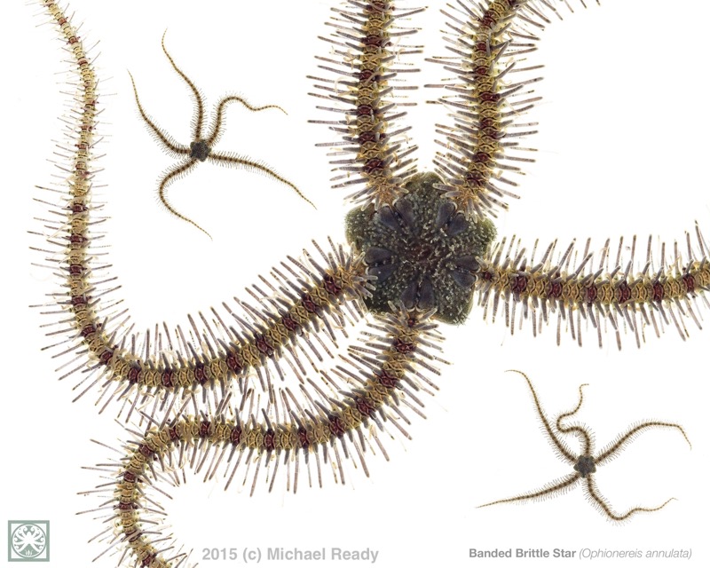 Closeup photo of a brittle star