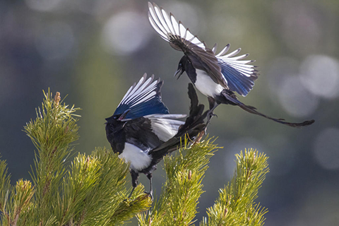 Two magpies fight on a coniferous tree branch