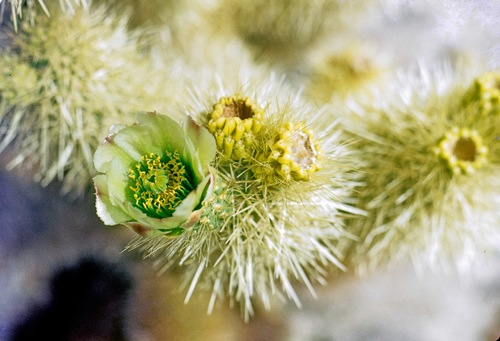 Color photo of a teddy bear cholla bloom. NPS / Martin Bishop