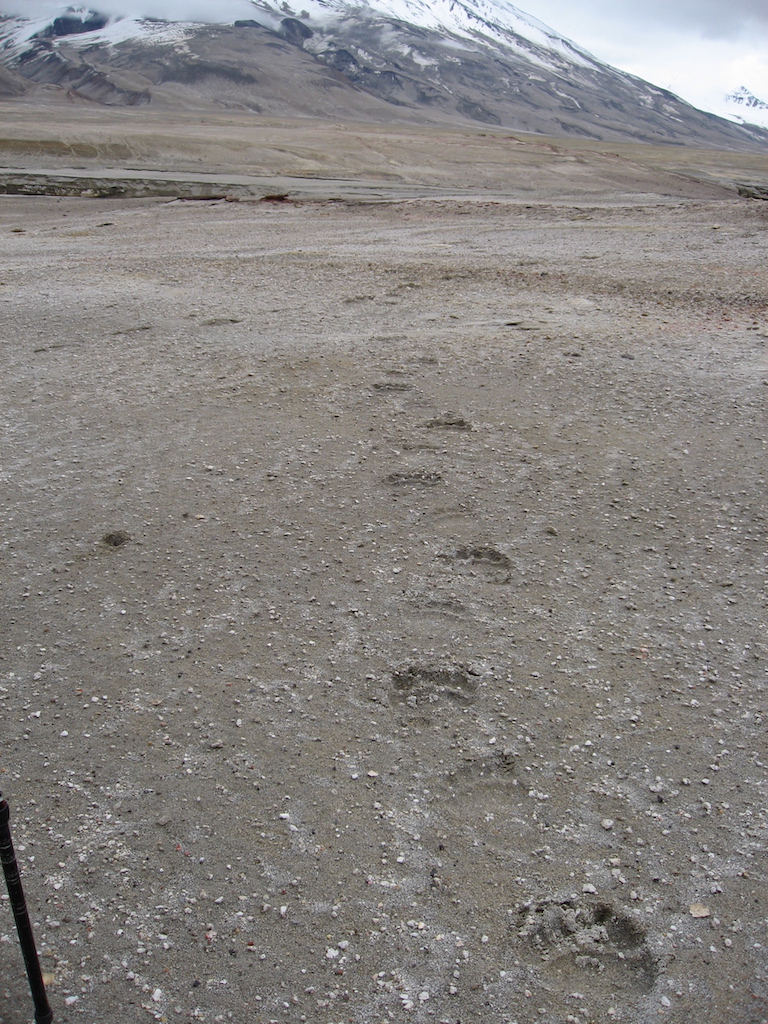 Bear prints on the valley floor