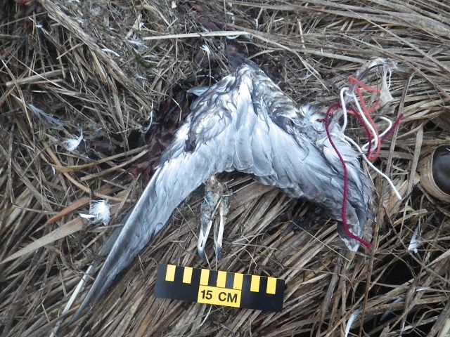 GLGU wing carcass bird wing