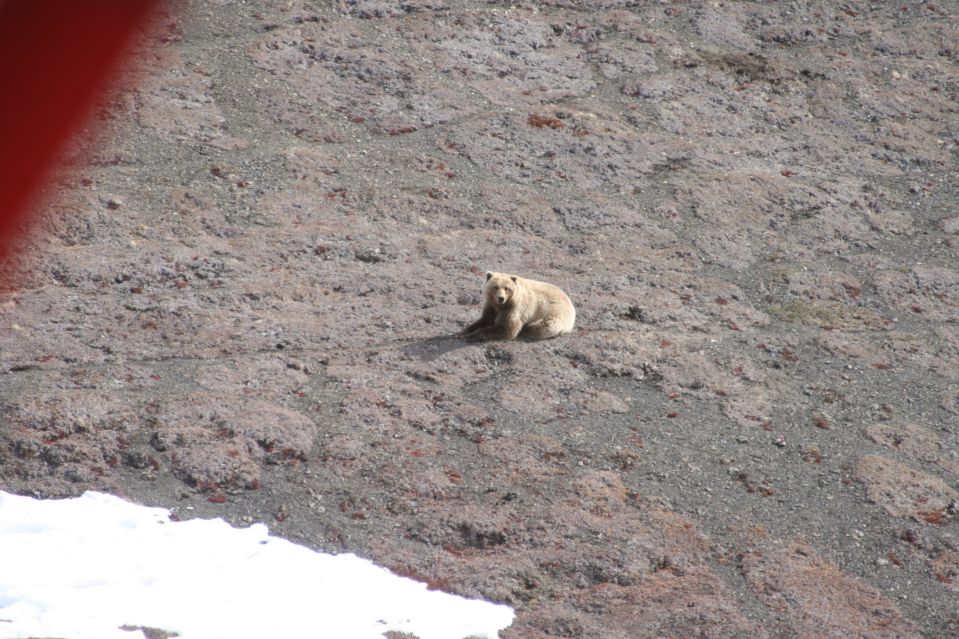 A sandy brown bear on the tundra looks up at the camera above.  