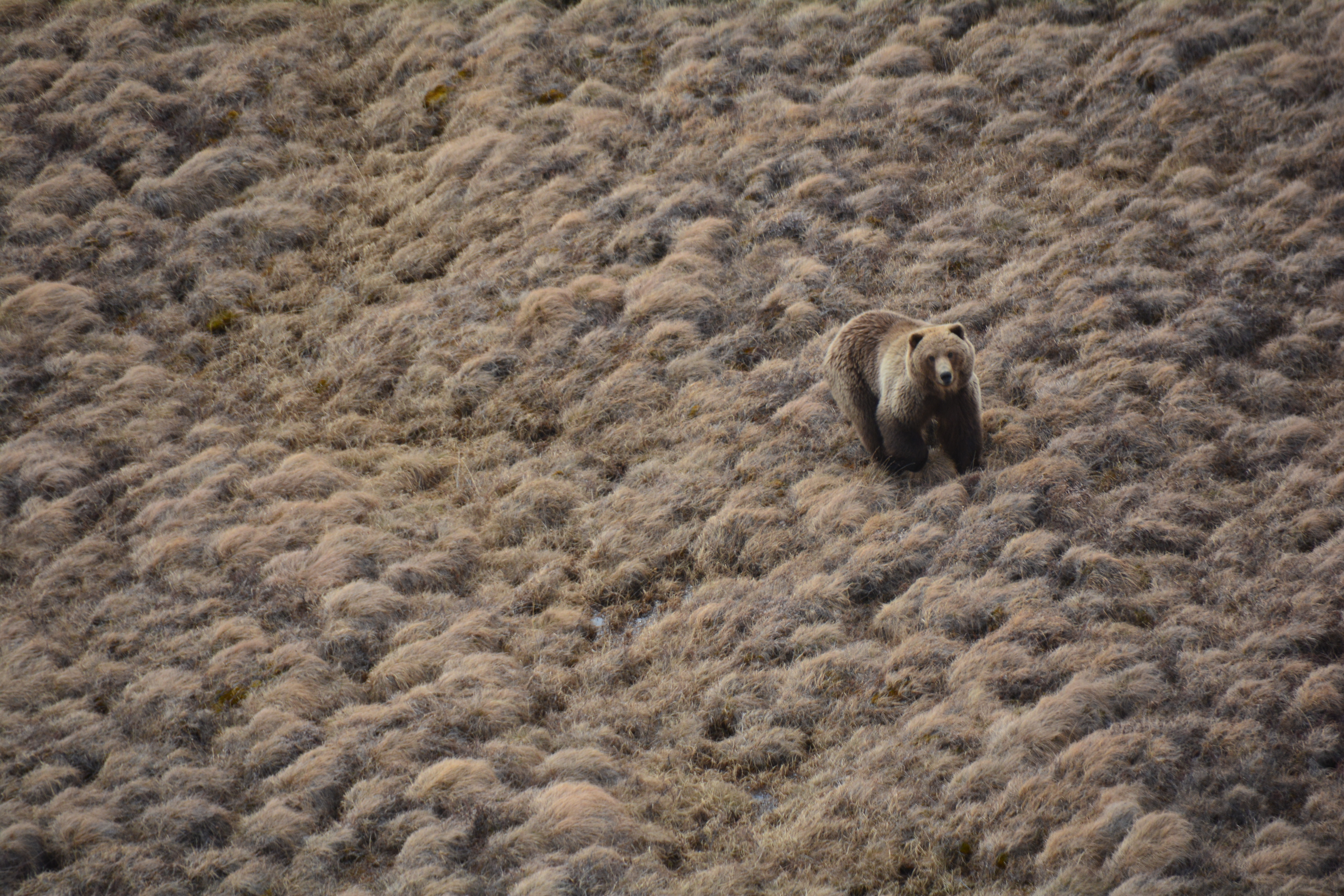 A large brown bear, whose light brown fur is the same color as the surrounding scrubby tundra, looks up at the camera.