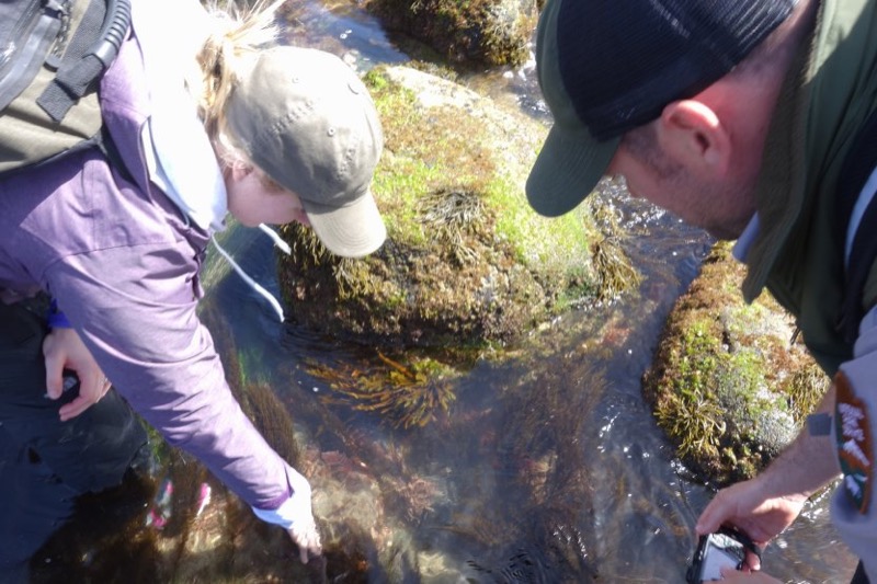 Child viewing tidepools with NPS ranger