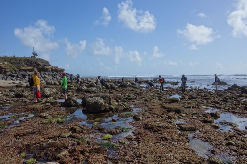 Photo of people exploring the tidepools