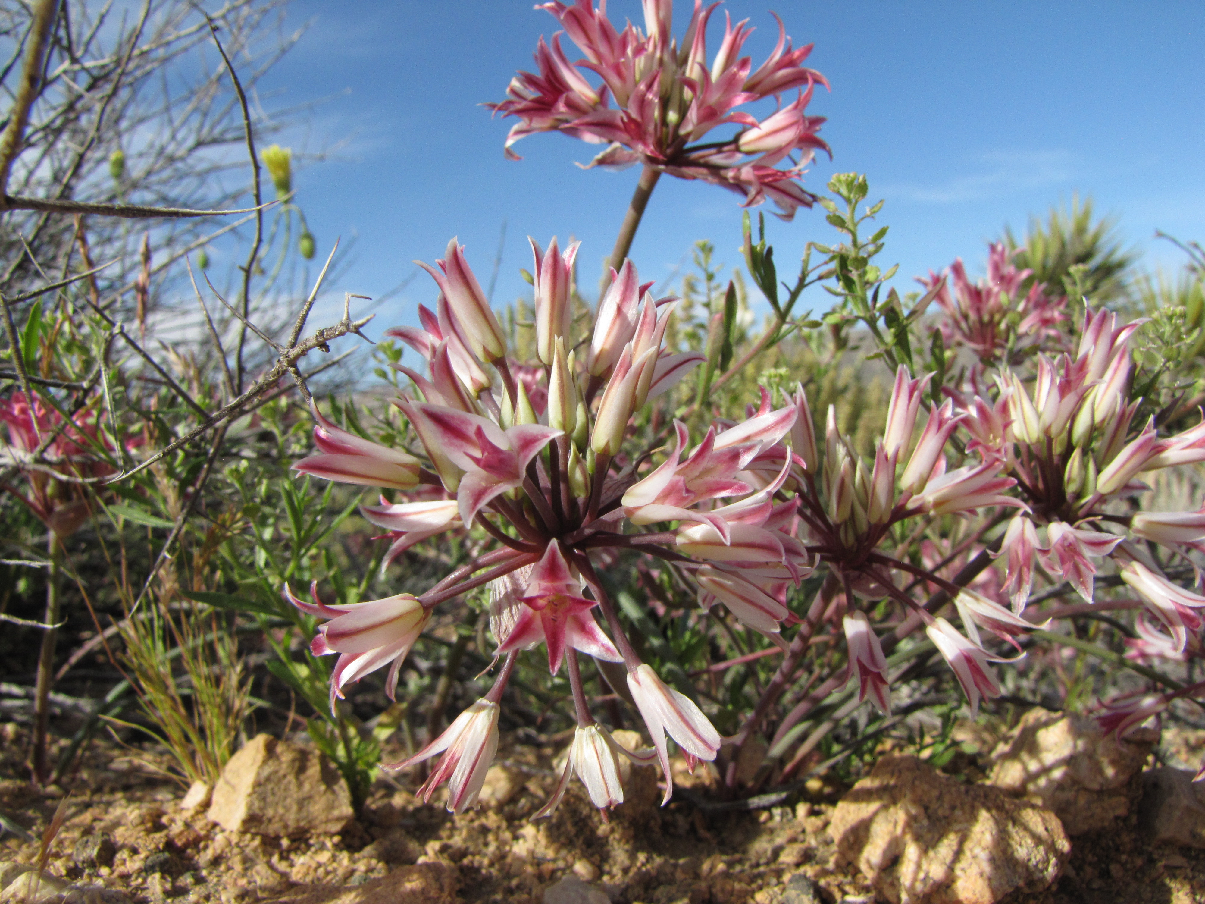 Color photo of pink and white flowers bunched together on the top of a long stalk.