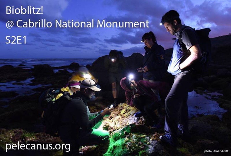 BioBlitz participants observing in the Rocky Intertidal