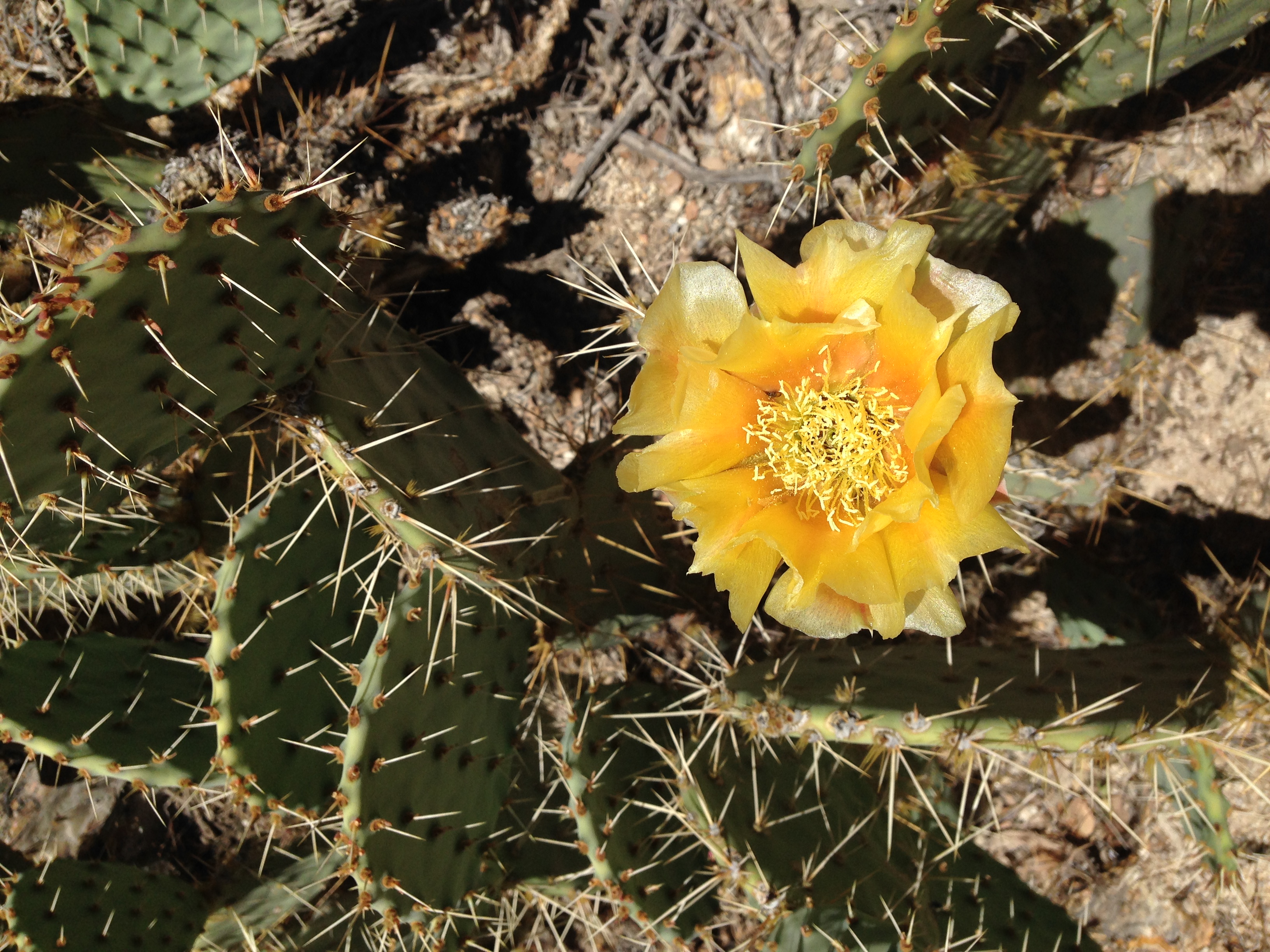 Color photo of a yellow flower atop a cactus.