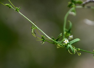 Tiny white star-shaped flowers on a long viney stem.