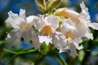 Large white frilly blossoms with yellow and purple centers in a bunch.