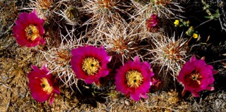 Echinocereus engelmannii Pink flowers with large yellow centers surrounded by very spiky cactus.