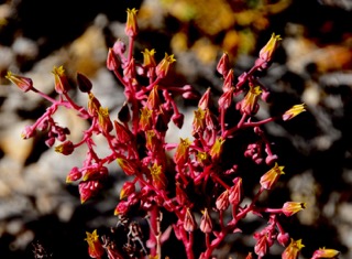 Magenta pink stems topped with yellow flowers.