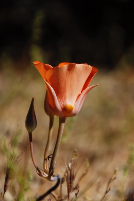 Calochortus kennedyi var. kennedyi Orange blossom cup that looks like a tulip.