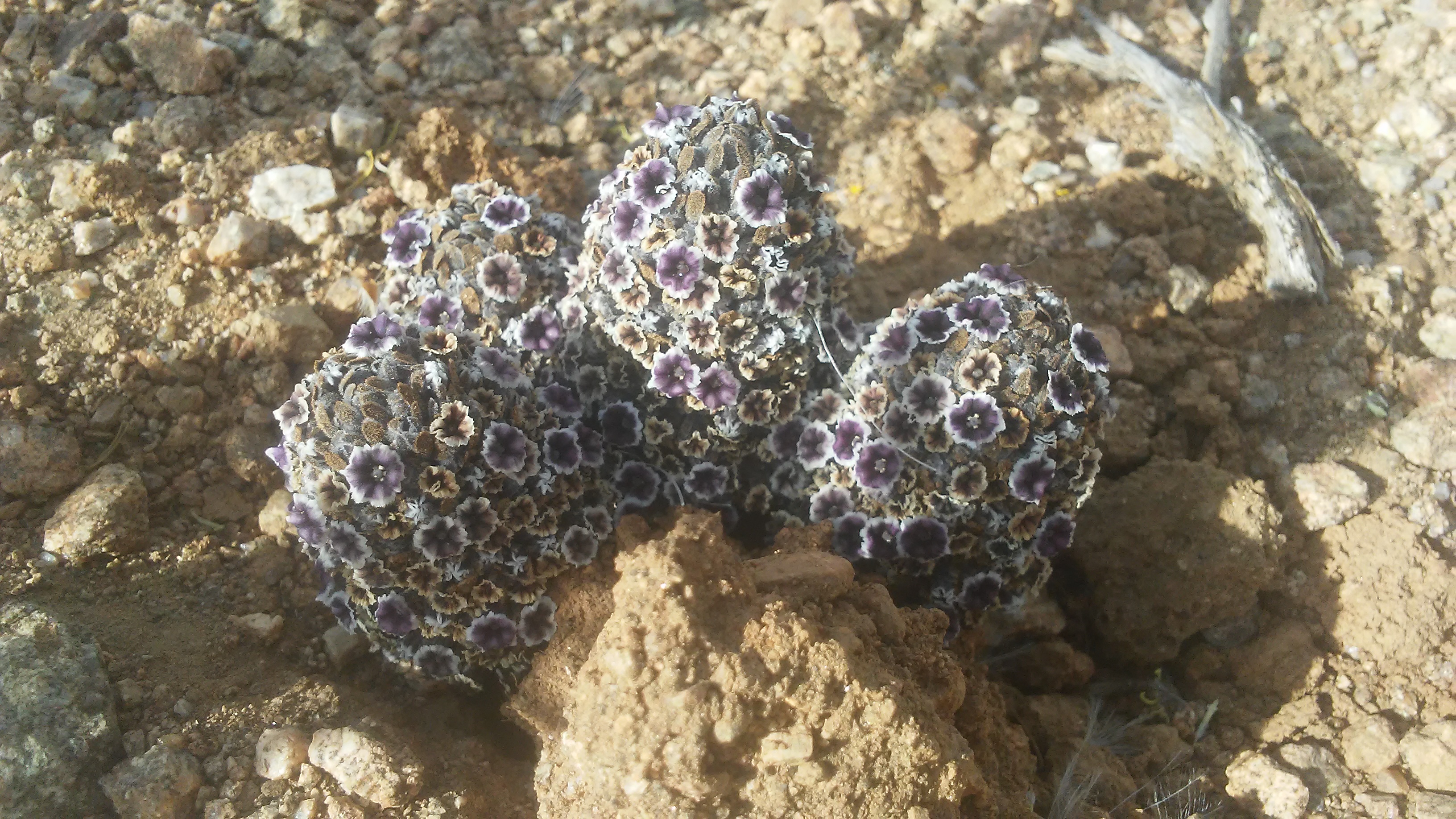 Purple flowers with white edges cover a cactus.