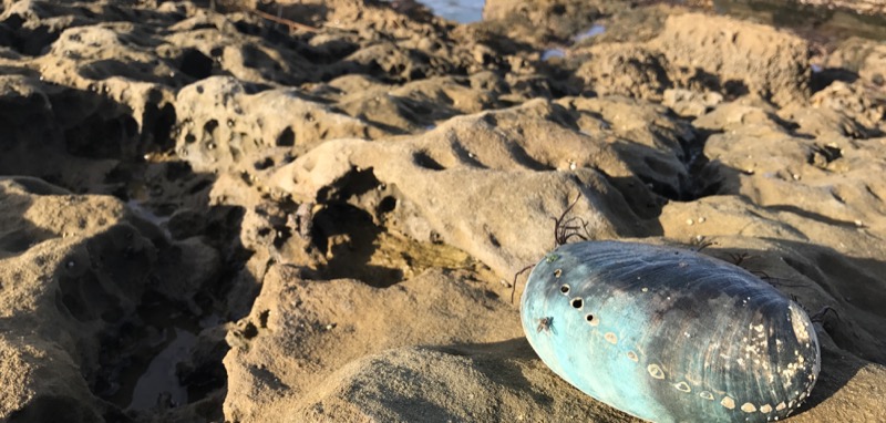 A solitary abalone on the shore