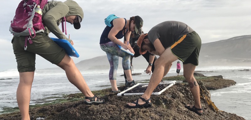 Scientists taking measurements during tidepool monitoring