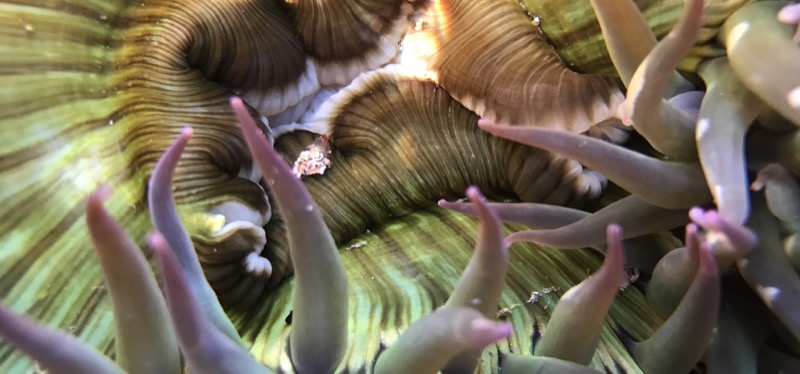 Closeup of an Anemone