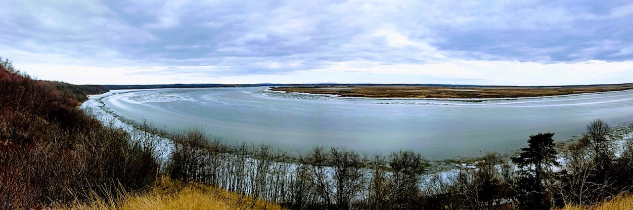 View of the Naknek River through the trees Turquoise flows though a bend in the river with bare alders in the foreground