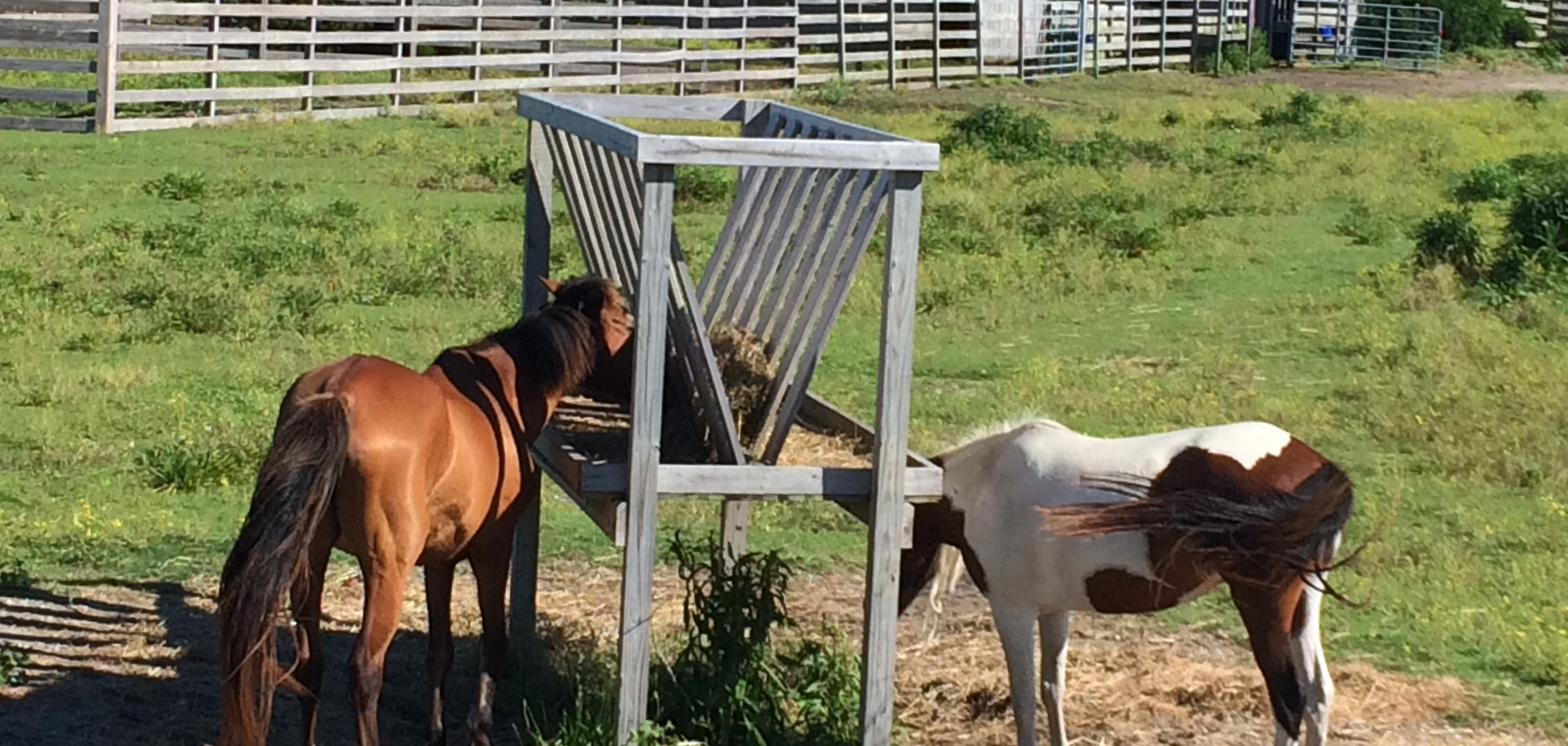 Ponies on Ocracoke